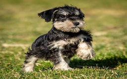Miniature Schnauzer dogs for sale: Harley - Image 3