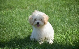 Cavapoo dogs for sale: Harmony - Image 12