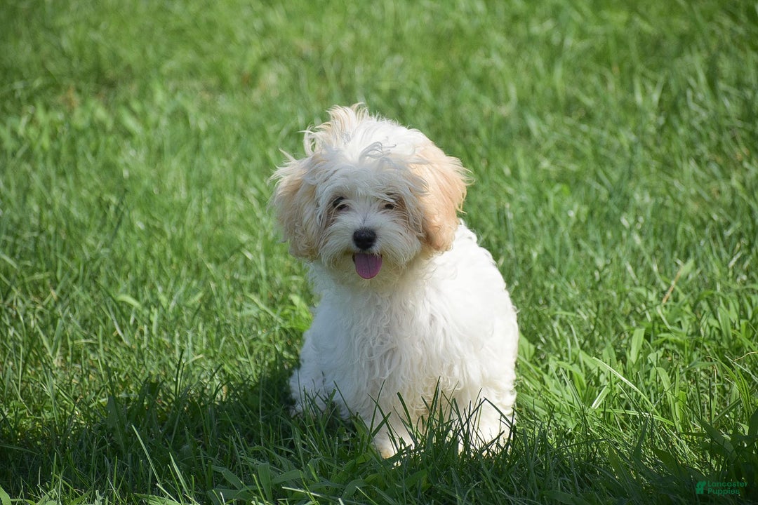 Cavapoo dogs for sale: Harmony - Image 12