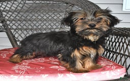 Yorkshire Terrier dogs for sale: River - Image 9