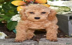 Toy Poodle dogs for sale: Tulip - Image 15