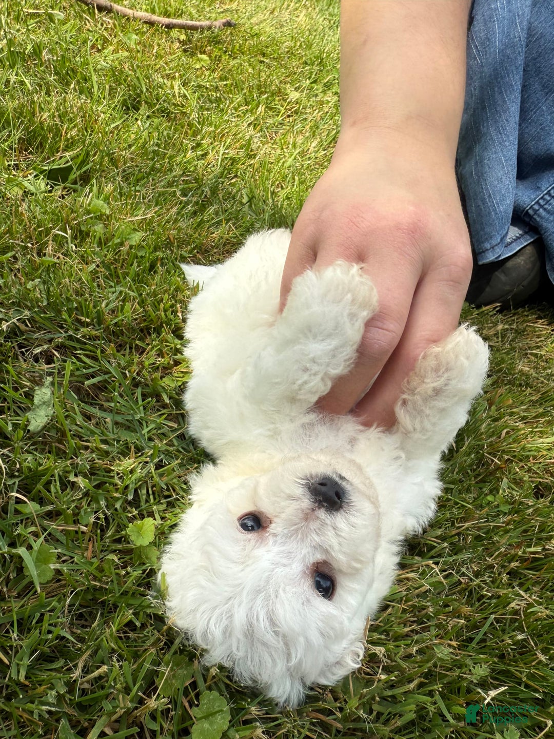 Bichon Frise dogs for sale: Little Princess - Listing for pets: Little Princess, Prince - Image 4