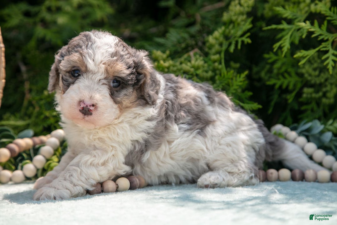 Mini Bernedoodle dogs for sale: Kylie - Image 1