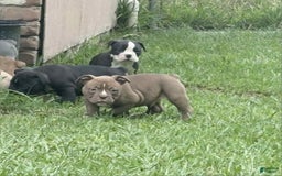 Olde English Bulldogge dogs for sale: Teddy - Image 1