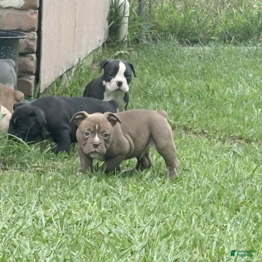 Olde English Bulldogge dogs for sale: Teddy - Image 1