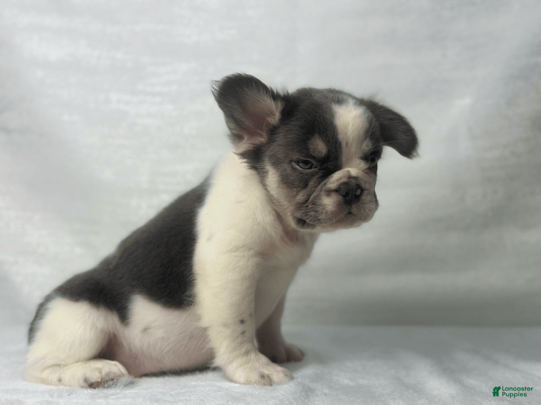French Bulldog dogs for sale: ghost - Image 5
