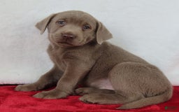 Labrador Retriever dogs for sale: Silver Skye - Image 3