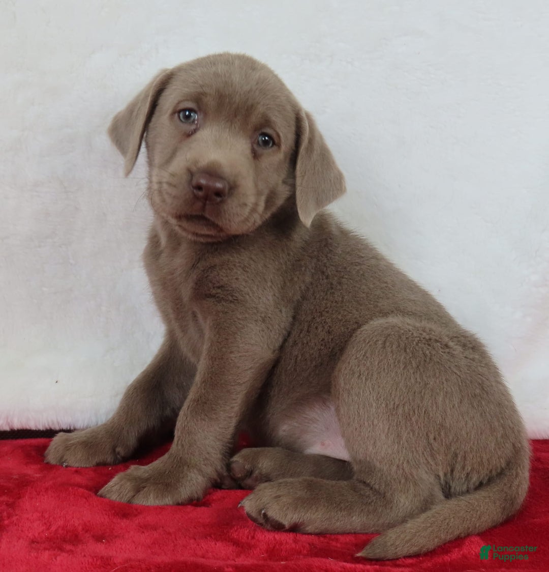 Labrador Retriever dogs for sale: Silver Skye - Image 3