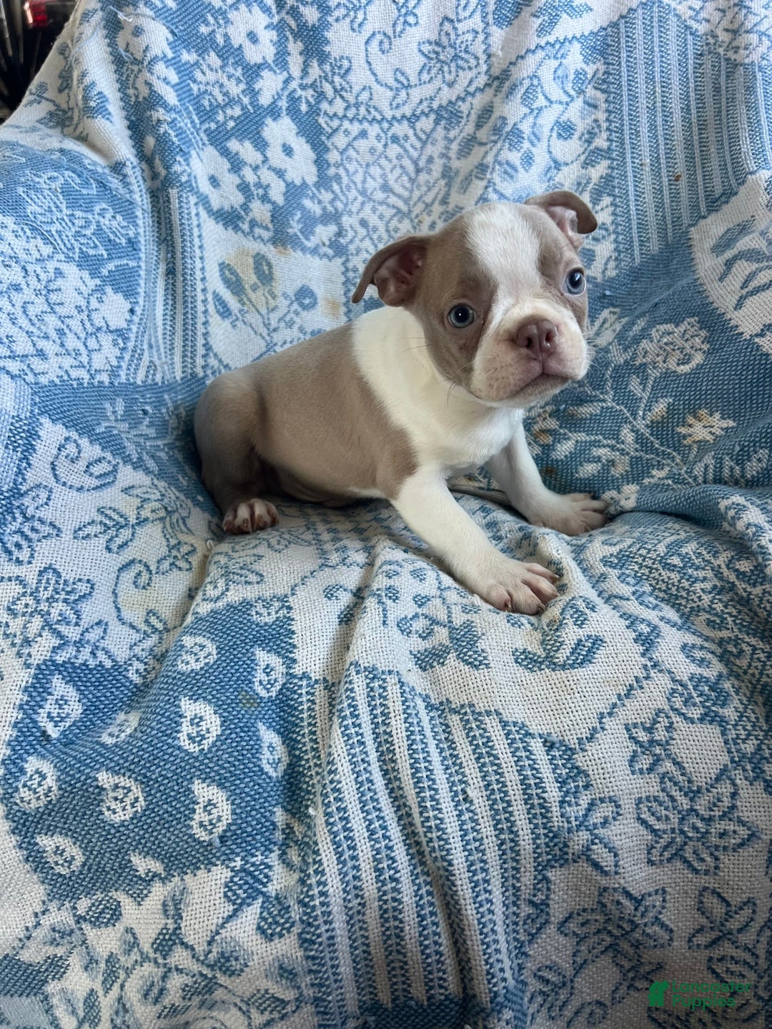 Boston Terrier dogs for sale: Carson - Image 4