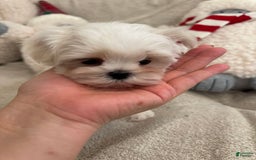 Maltipoo dogs for sale: Cherry - Image 2