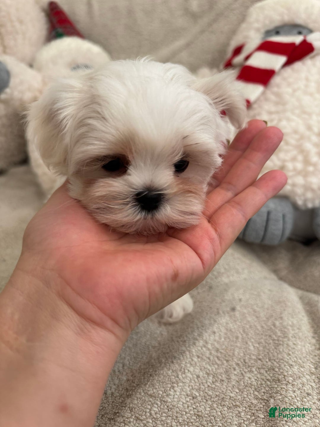 Maltipoo dogs for sale: Cherry - Image 2