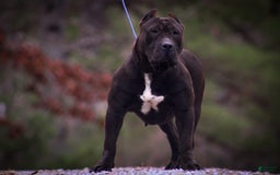 American Bully dogs for sale: Red Collar - Image 2