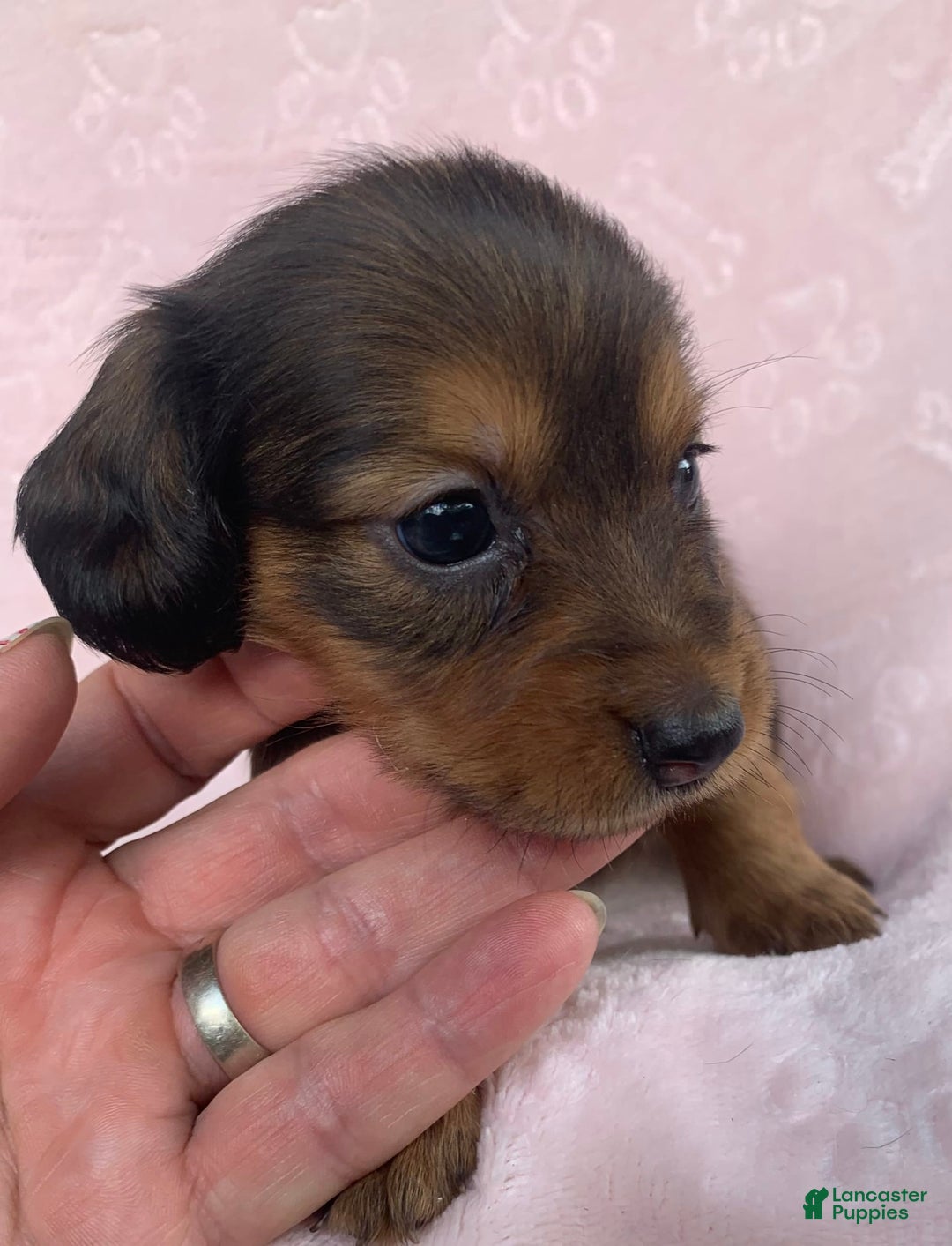 Miniature Dachshund dogs for sale: Baby Callie - Image 7