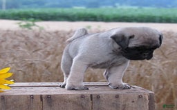 Pug dogs for sale: Silver Belle - Image 1