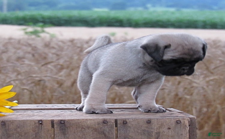 Pug dogs for sale - Ad 2