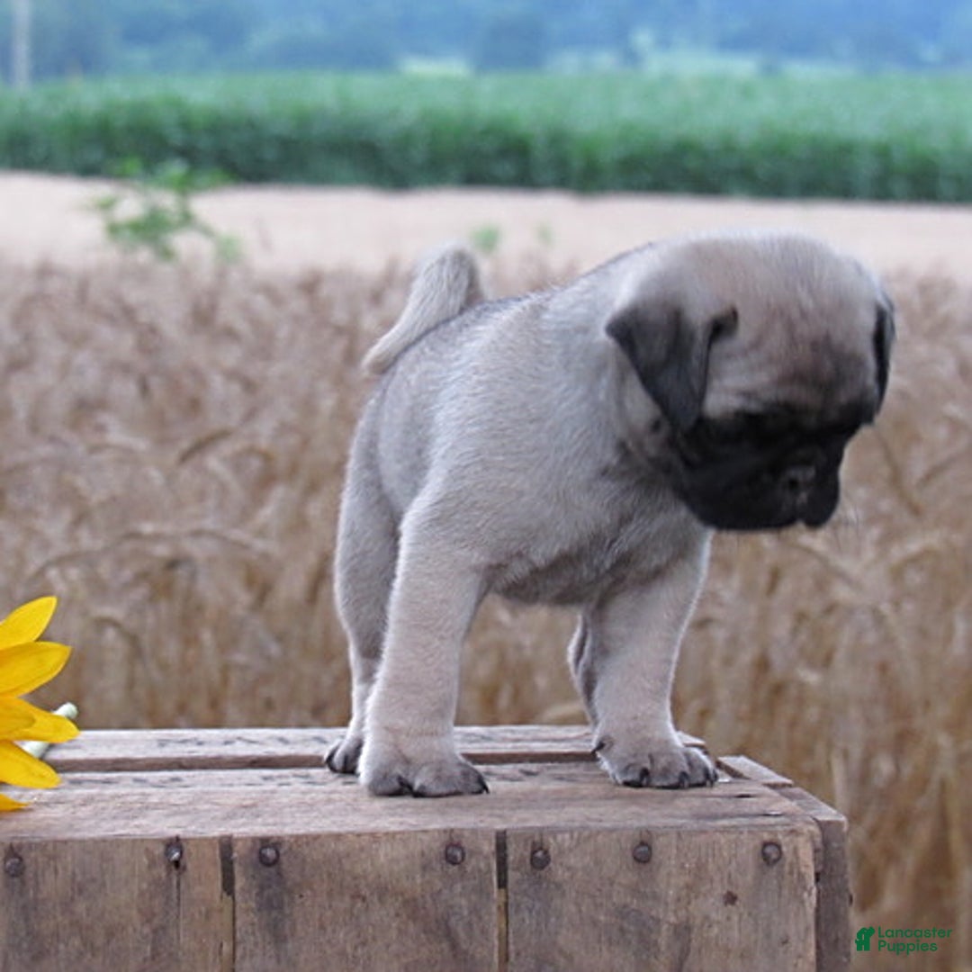 Pug dogs for sale: Silver Belle - Image 1