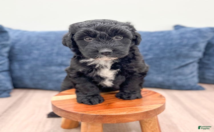 Mini Aussiedoodle dogs - Advert 33