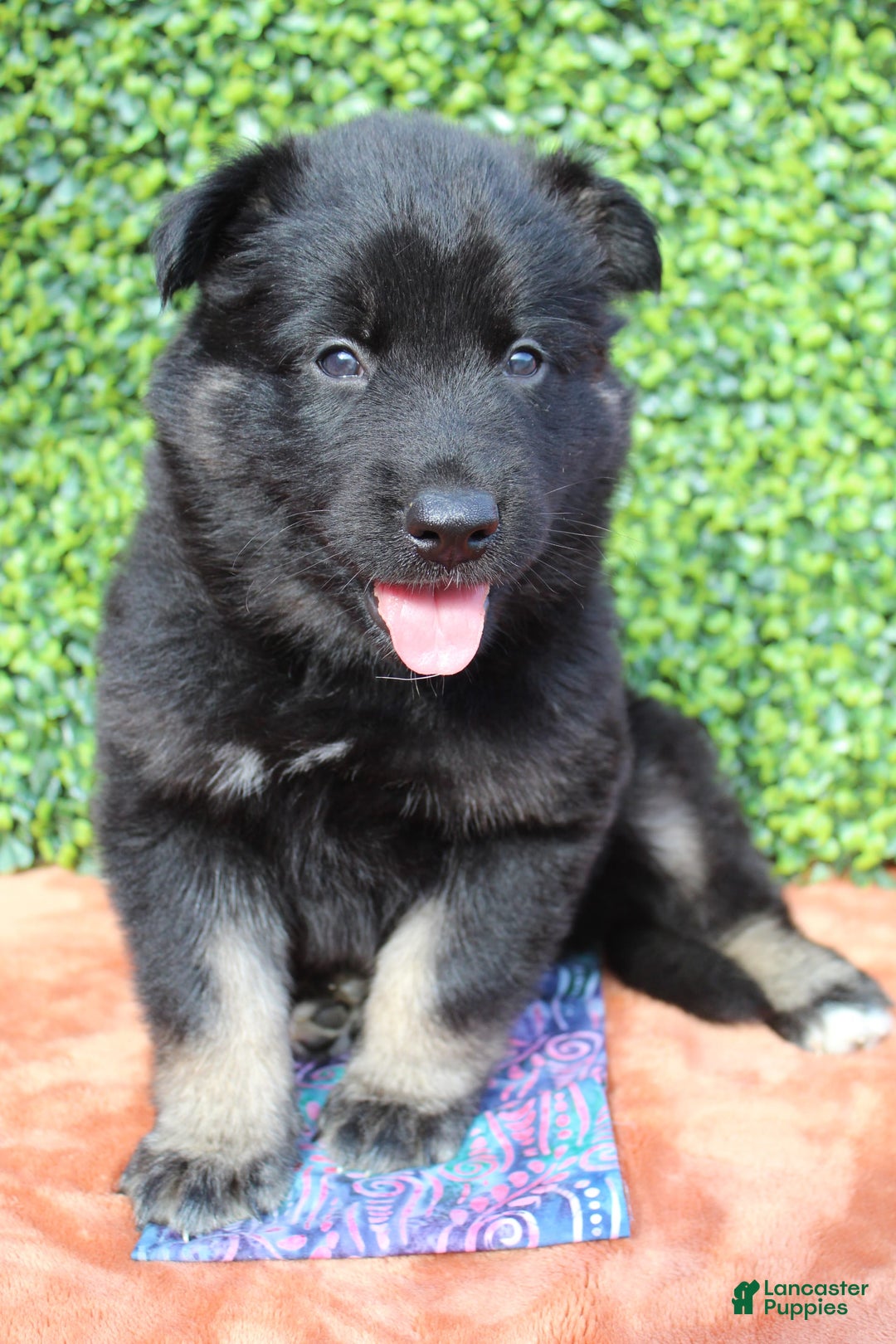 Gerberian Shepsky dogs for sale: Pink - Image 4