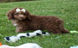 Cockapoo dogs for sale: Bailey - Image 7