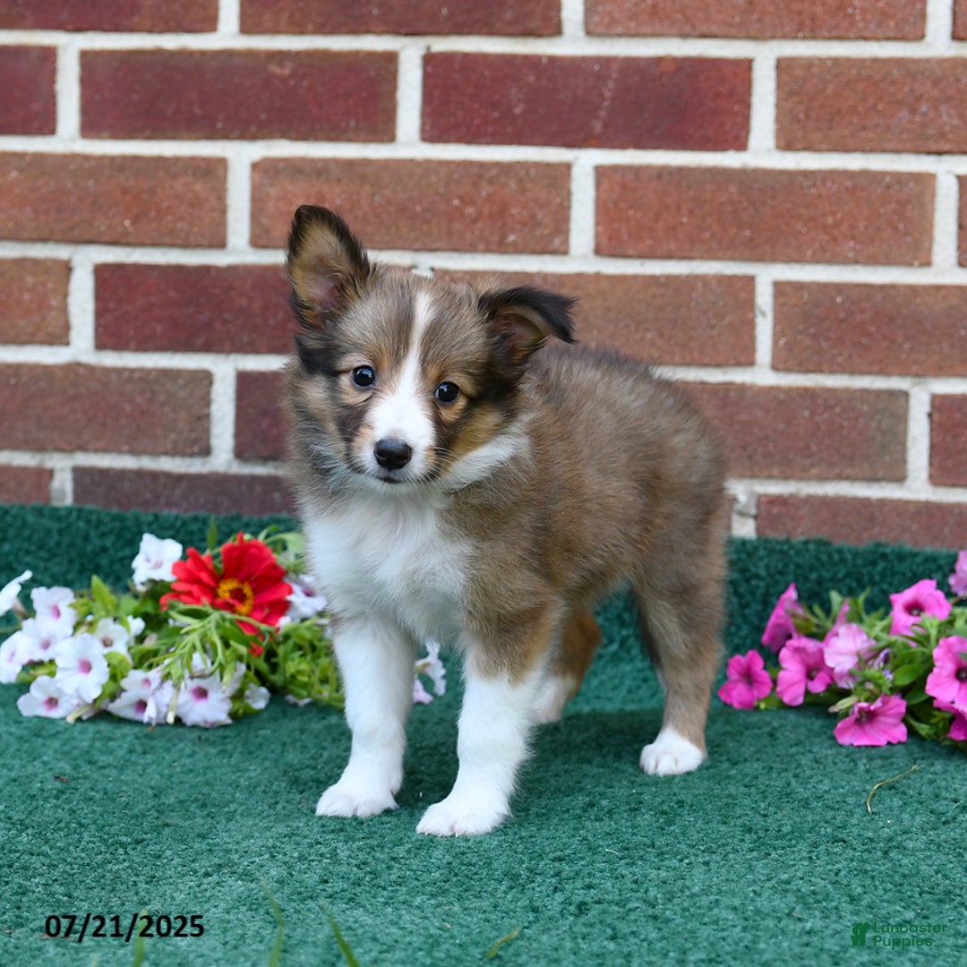 Shetland Sheepdog dogs for sale: Fudge - Image 1