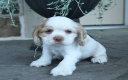 Cocker Spaniel dogs for sale: Reba - Image 1