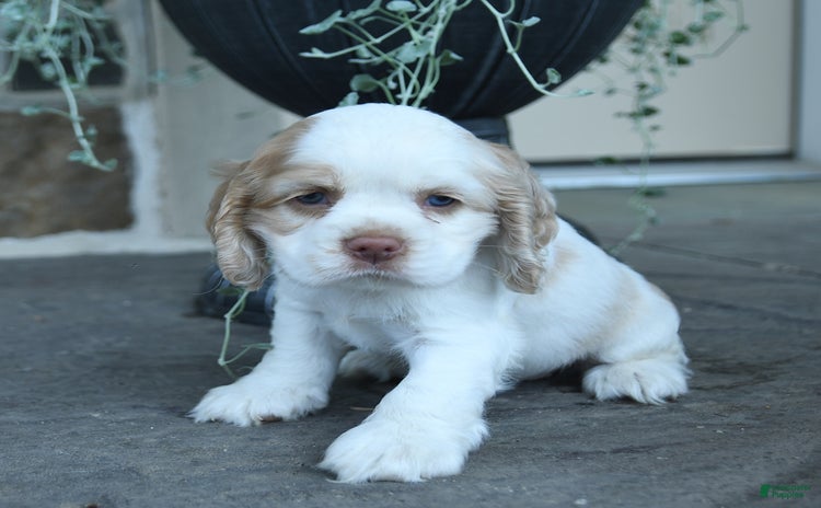 Cocker Spaniel dogs for sale - Ad 4