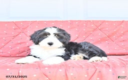 Miniature Bernese Mountain Dog dogs for sale: Twinkle - Image 8