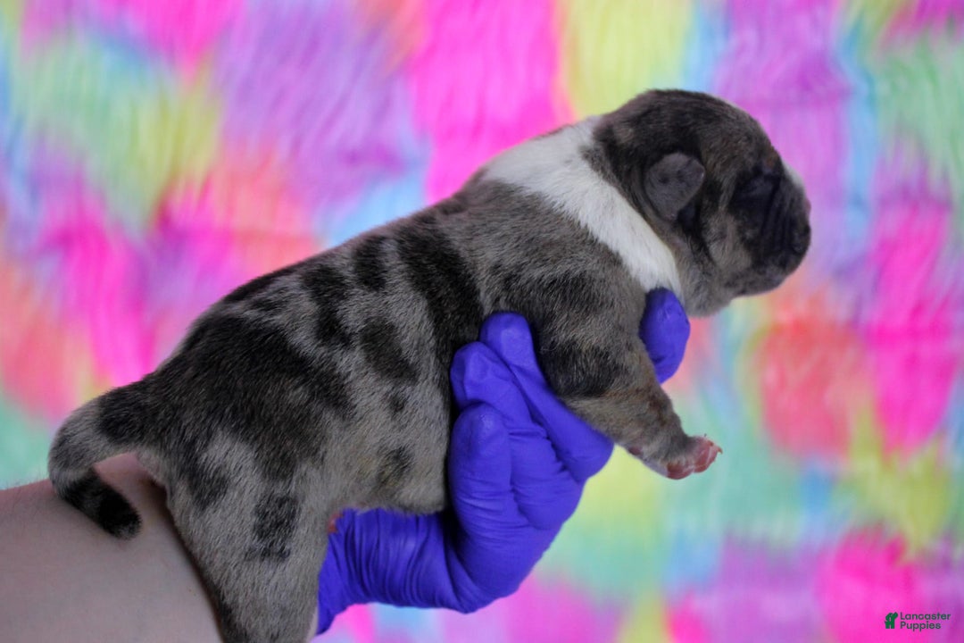 American Bully dogs for sale: Black Brindle Merle Male - Image 1