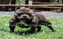 American Bully dogs for sale: Foxtrot - Image 15