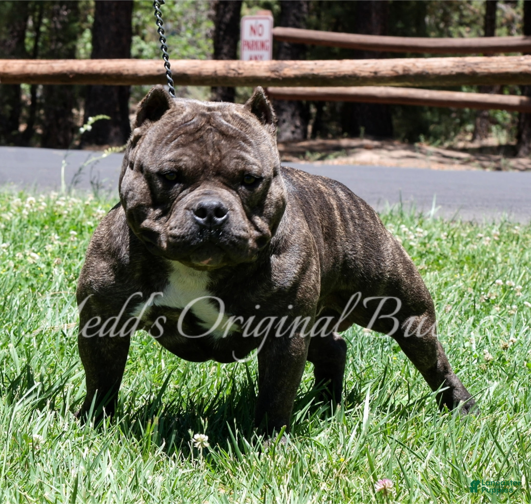 American Bully dogs for sale: Foxtrot - Image 15