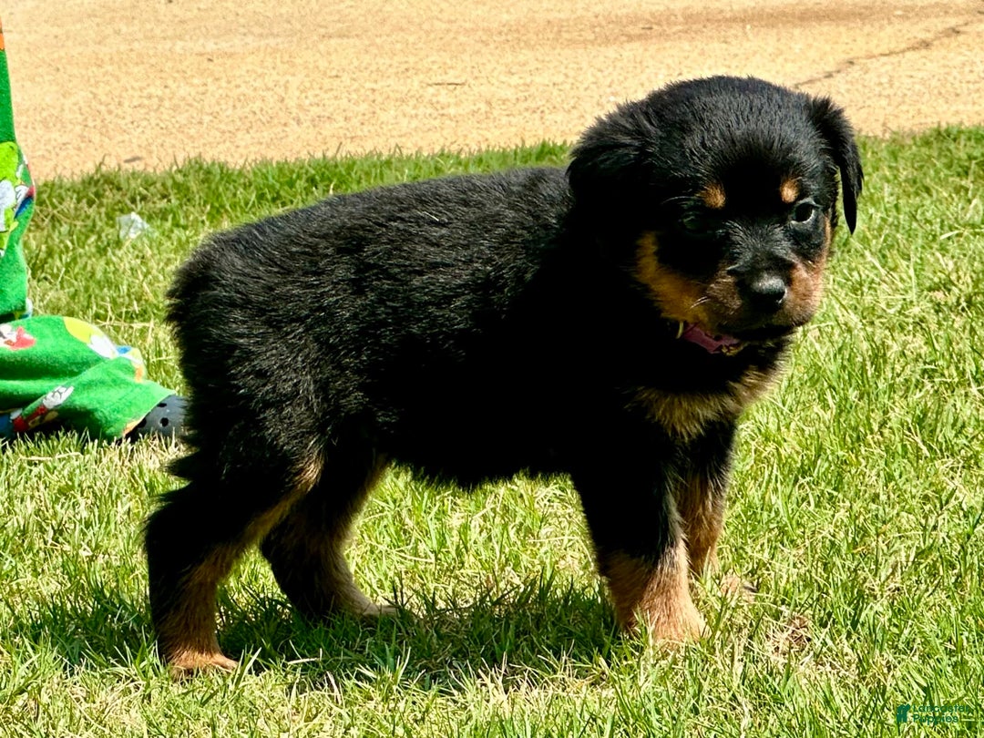 Rottweiler dogs for sale: Purple - Image 6