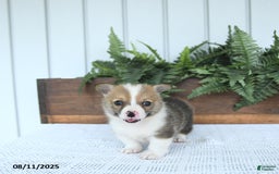 Welsh Corgi Pembroke dogs for sale: Marshall - Image 2