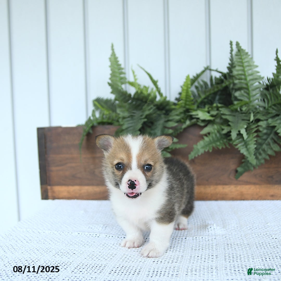 Welsh Corgi Pembroke dogs for sale: Marshall - Image 2