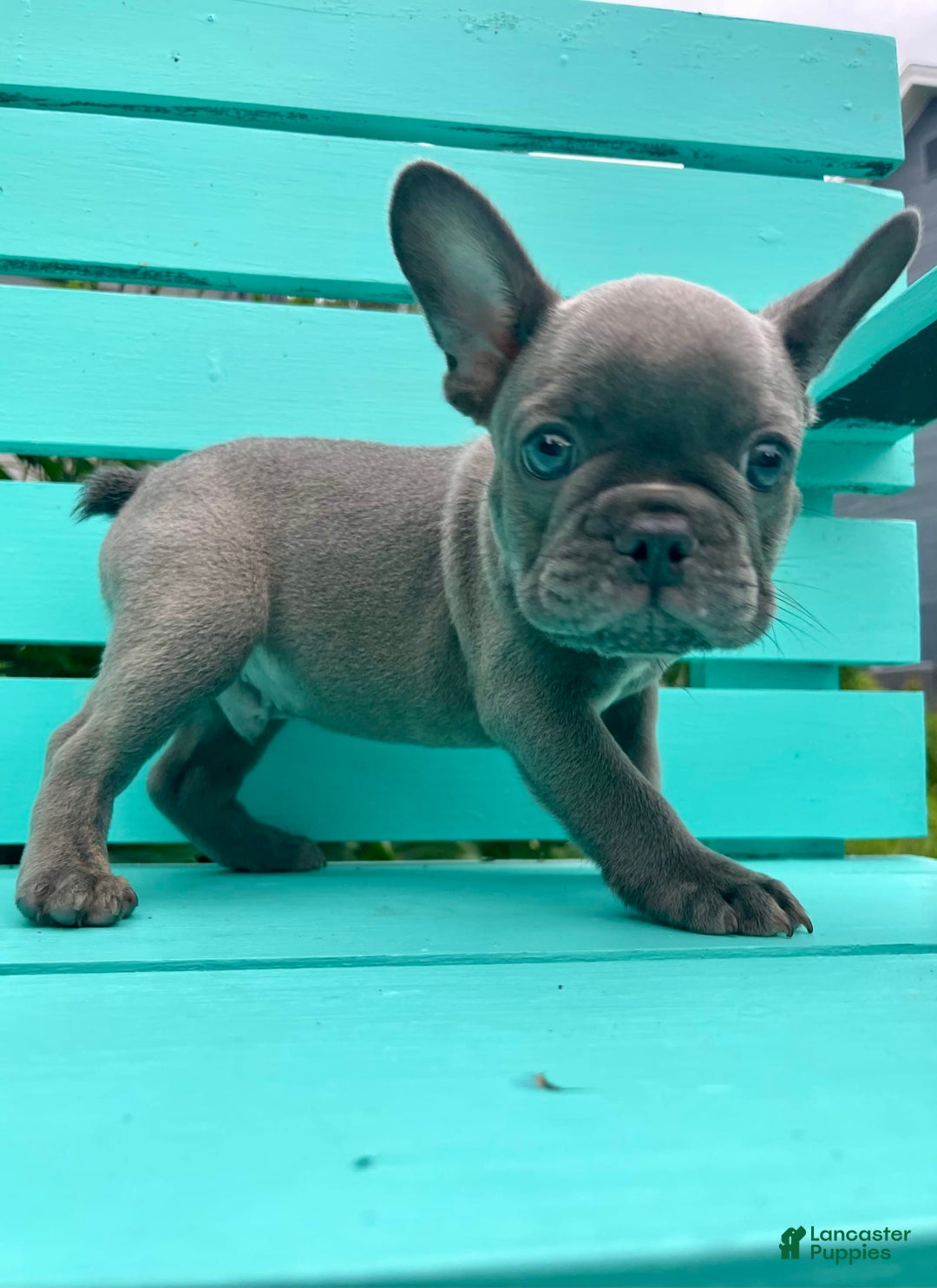 French Bulldog dogs for sale: Luna - Image 36