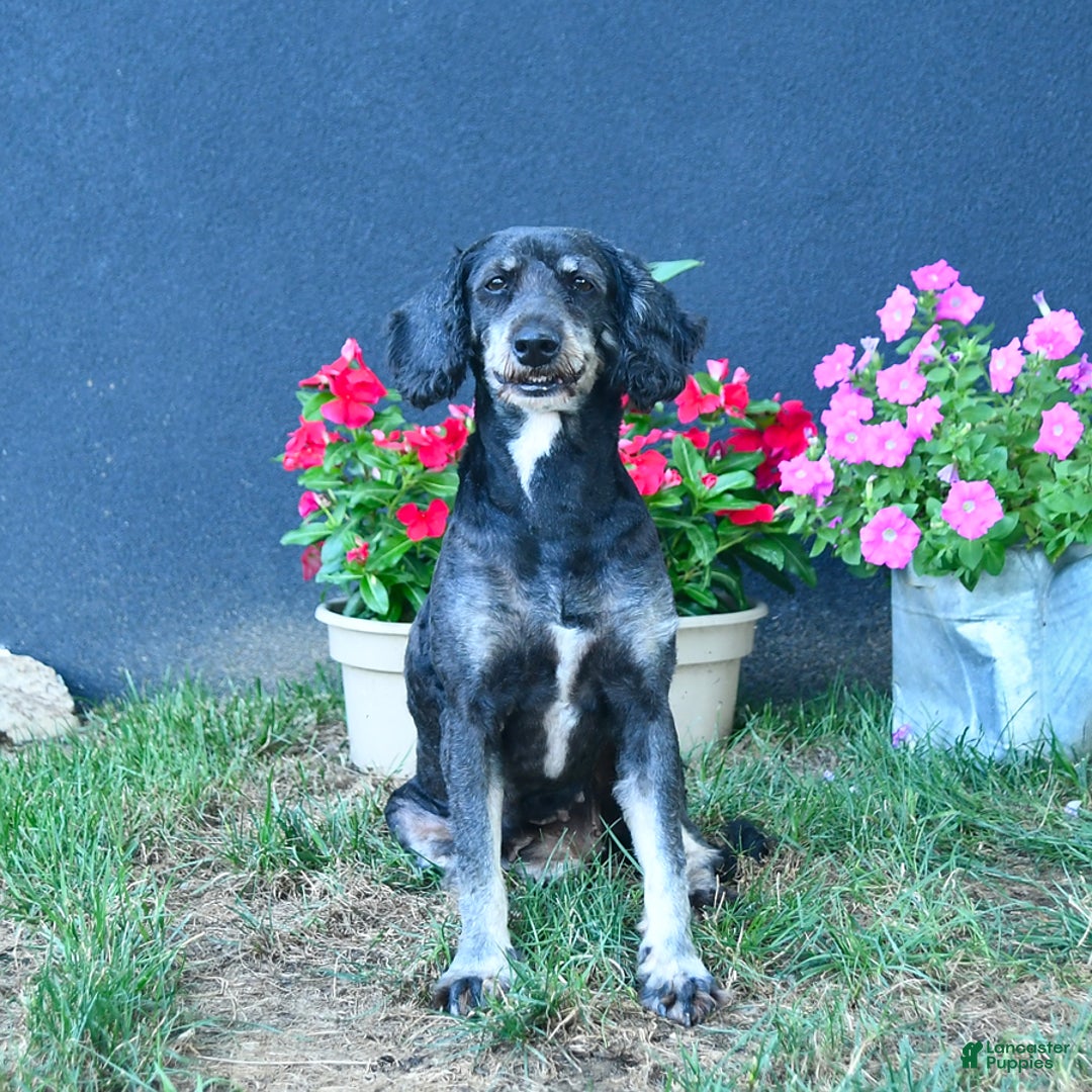 Bernedoodle dogs for sale: Crystal - Image 2