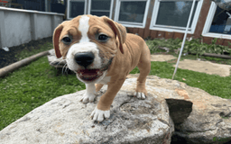 American Pit Bull Terrier dogs for sale: Helga - Image 18