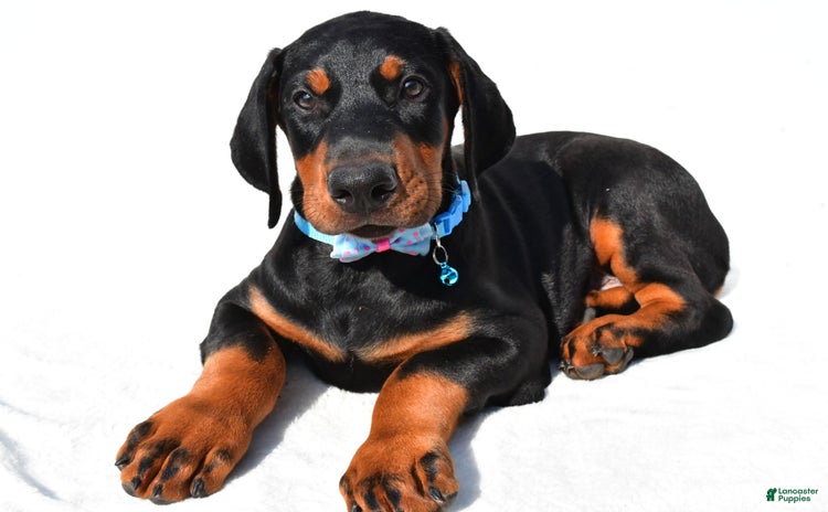 Doberman Pinscher dogs for sale - Ad 1
