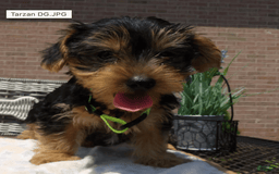 Yorkshire Terrier dogs for sale: Finn - Image 3