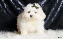 Maltipoo dogs for sale: Maltipoo 3 puppies - Image 11