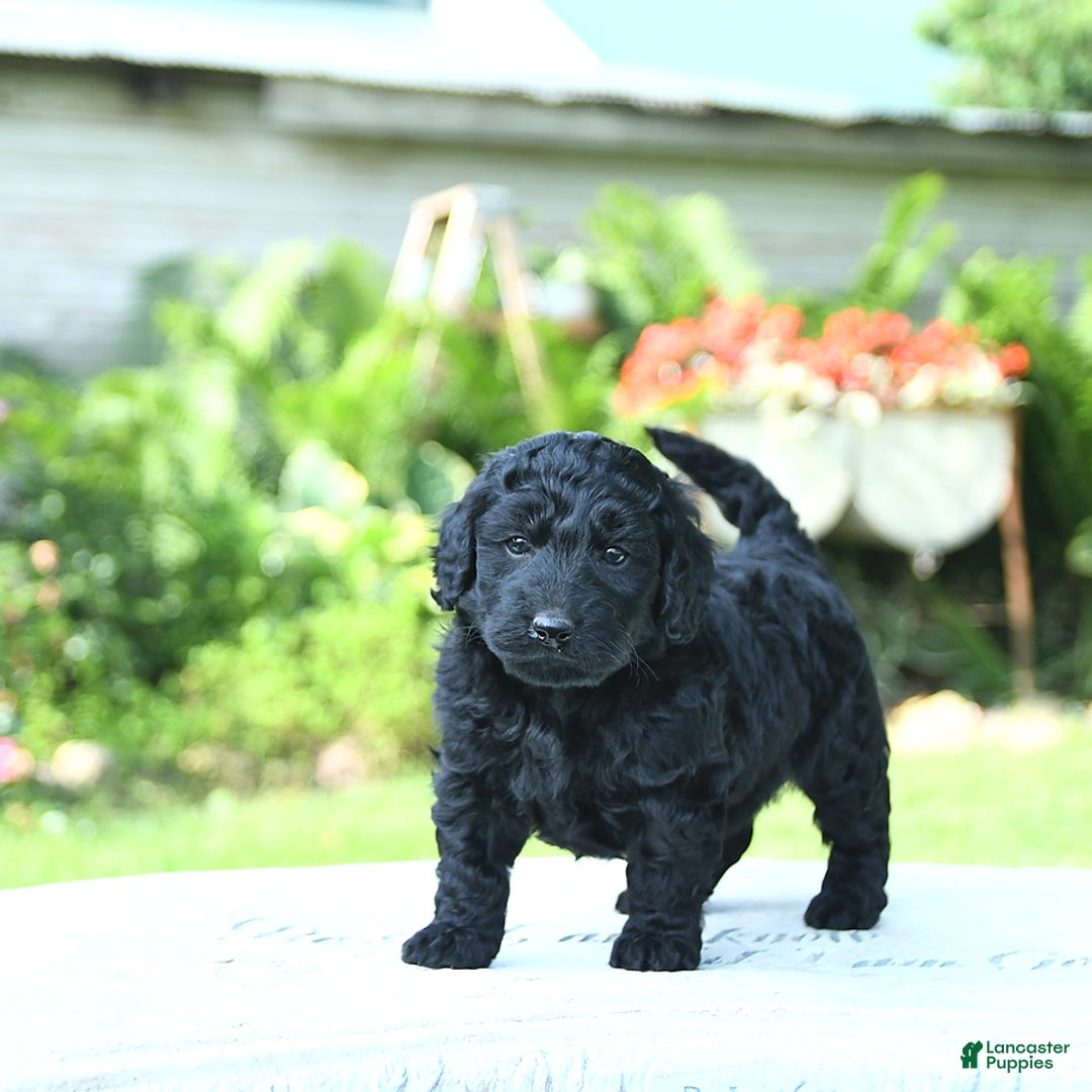 Mini Goldendoodle dogs for sale: Ava - Image 5