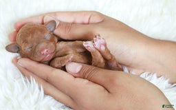 Cavapoo dogs for sale: Junipuff - Image 4