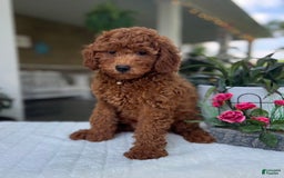 Mini Goldendoodle dogs for sale: Maverick - Image 2
