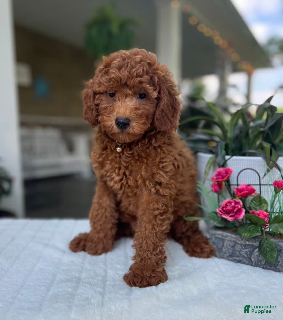 Mini Goldendoodle dogs for sale: Maverick - Image 2