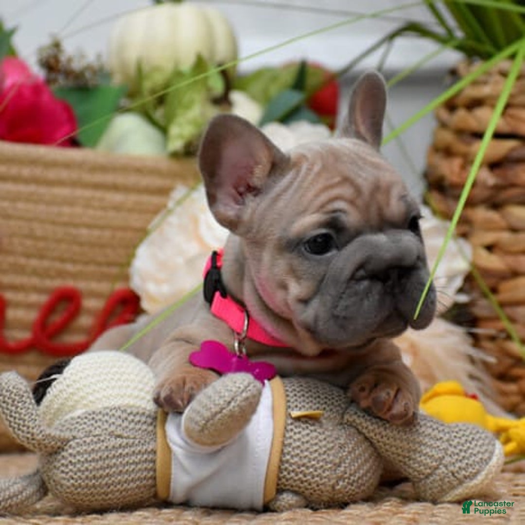French Bulldog dogs for sale: Mia - Image 1