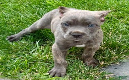 Cane Corso dogs for sale: Bella - Image 2