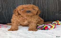 Cavapoo dogs for sale: Ginger - Image 5