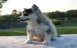 Pomsky dogs for sale: Trisha - Image 4