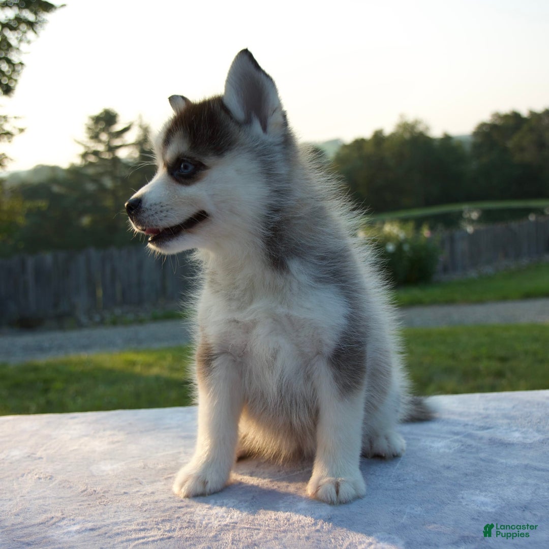 Pomsky dogs for sale: Trisha - Image 4