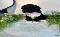 Mini Bernedoodle dogs for sale: Benito - Image 8