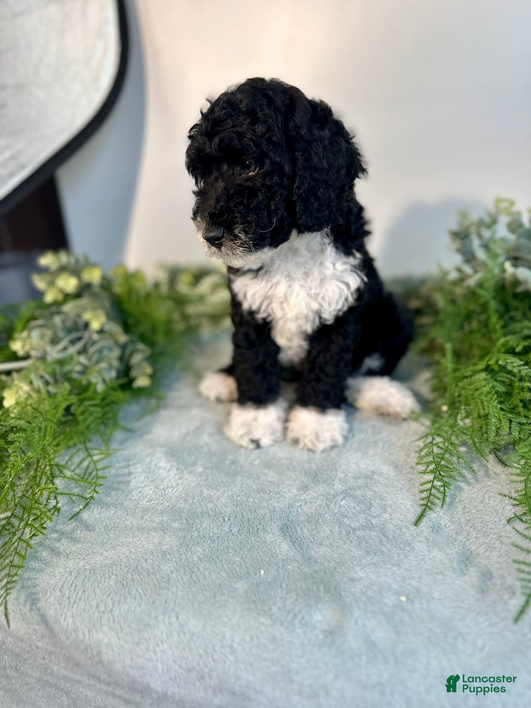 Mini Bernedoodle dogs for sale: Benito - Image 8